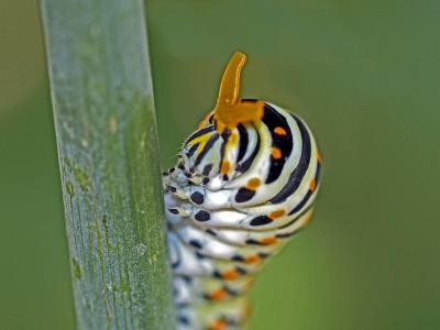 Machaon (Le), Grand Porte-Queue (Le) Papilio machaon Linnaeus, 1758