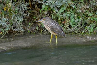 Héron bihoreau, Bihoreau gris Nycticorax nycticorax (Linnaeus, 1758)