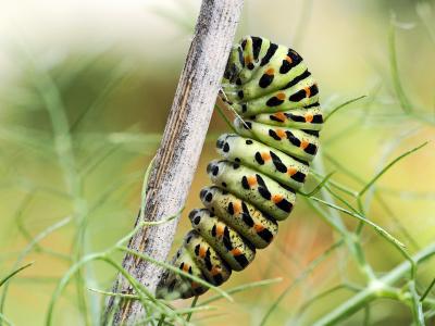 Machaon (Le), Grand Porte-Queue (Le) Papilio machaon Linnaeus, 1758