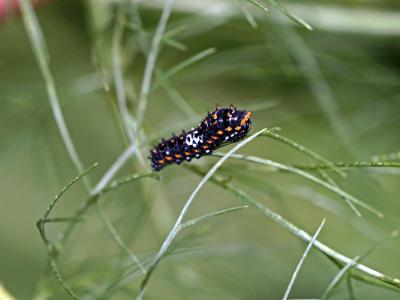 Machaon (Le), Grand Porte-Queue (Le) Papilio machaon Linnaeus, 1758