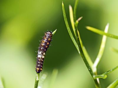 Machaon (Le), Grand Porte-Queue (Le) Papilio machaon Linnaeus, 1758