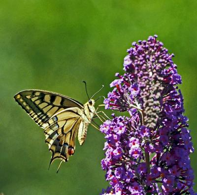 Machaon (Le), Grand Porte-Queue (Le) Papilio machaon Linnaeus, 1758
