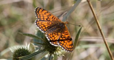 Mélitée de la Lancéole (La), Mélitée des Scabieuse Melitaea parthenoides Keferstein, 1851