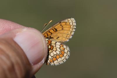 Mélitée de la Lancéole (La), Mélitée des Scabieuse Melitaea parthenoides Keferstein, 1851
