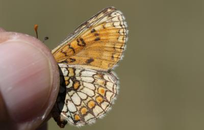 Mélitée de la Lancéole (La), Mélitée des Scabieuse Melitaea parthenoides Keferstein, 1851