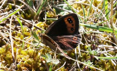 Moiré automnal (Le) Erebia neoridas (Boisduval, 1828)