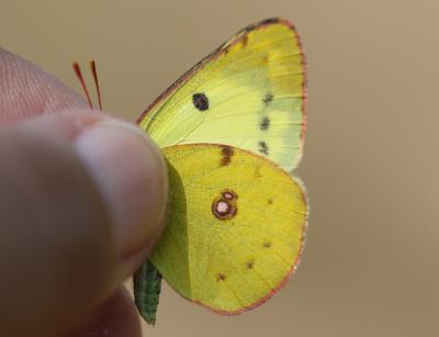 Fluoré (Le) Colias alfacariensis Ribbe, 1905