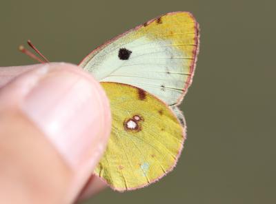 Fluoré (Le) Colias alfacariensis Ribbe, 1905