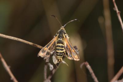 Sésie vespiforme Synanthedon vespiformis (Linnaeus, 1760)