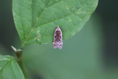  Anacampsis Curtis, 1827
