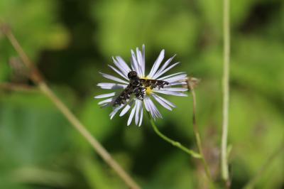  Exoprosopa jacchus (Fabricius, 1805)