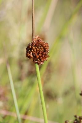 Jonc aggloméré Juncus conglomeratus L., 1753