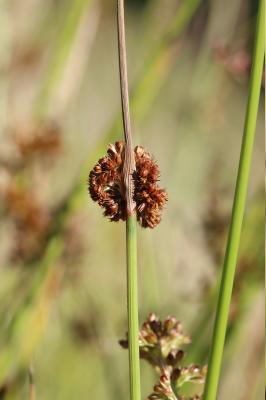 Jonc aggloméré Juncus conglomeratus L., 1753