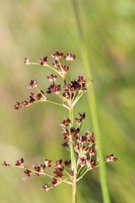 Jonc à tépales aigus, Jonc acutiflore Juncus acutiflorus Ehrh. ex Hoffm., 1791