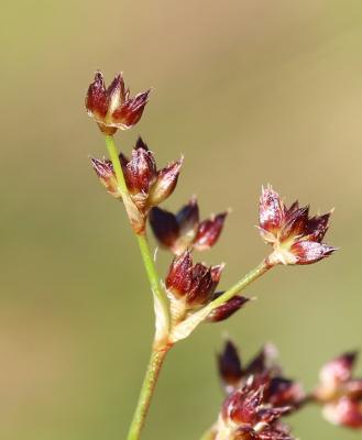 Jonc à tépales aigus, Jonc acutiflore Juncus acutiflorus Ehrh. ex Hoffm., 1791
