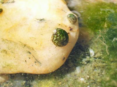 Nérite des rivières Theodoxus fluviatilis (Linnaeus, 1758)