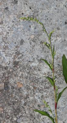 Renouée Poivre d'eau Persicaria hydropiper (L.) Spach, 1841