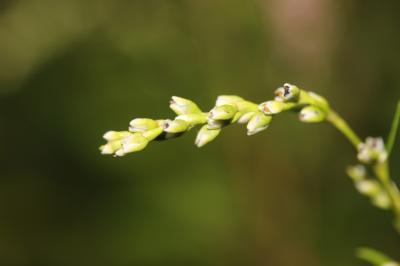Renouée Poivre d'eau Persicaria hydropiper (L.) Spach, 1841
