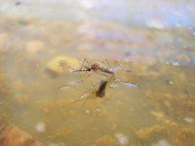  Aedes aegypti (Linnaeus in Hasselquist, 1762)