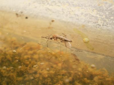  Aedes aegypti (Linnaeus in Hasselquist, 1762)