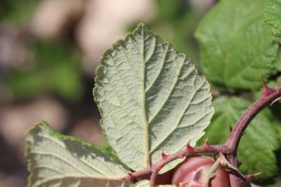 Rosier à feuilles d'orme, Ronce à feuilles d'Orme Rubus ulmifolius Schott, 1818