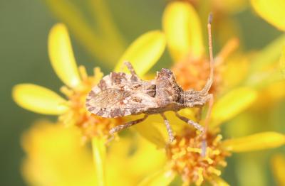  Centrocoris 