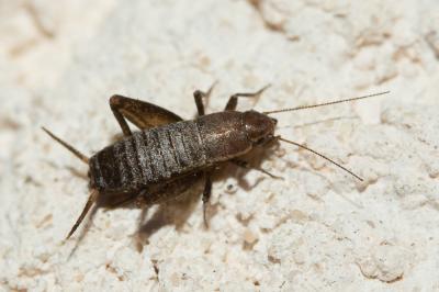 Grillon écailleux Mogoplistes brunneus Audinet-Serville, 1838