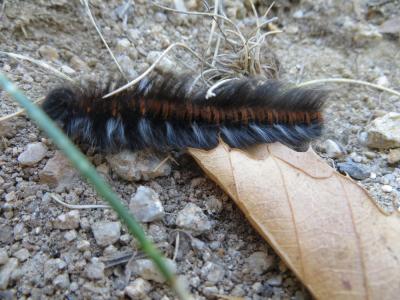 Bombyx de la Ronce (Le), Polyphage (La) Macrothylacia rubi (Linnaeus, 1758)