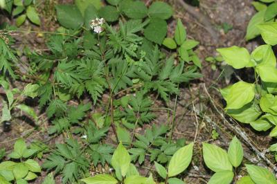 Ronce laciniée Rubus laciniatus (Weston) Willd., 1806