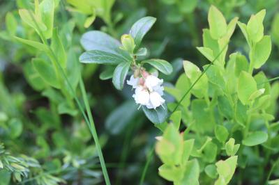 Airelle rouge, vigne du mont Ida Vaccinium vitis-idaea L., 1753