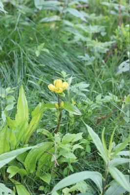 Gentiane ponctuée Gentiana punctata L., 1753