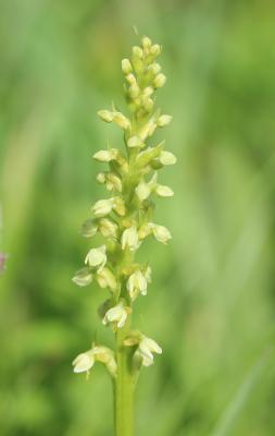 Pseudorchis blanc, Orchis blanc Pseudorchis albida (L.) Á.Löve & D.Löve, 1969