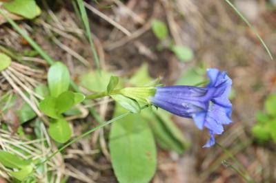 Gentiane acaule Gentiana acaulis L., 1753