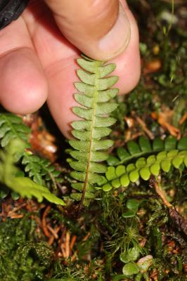  Blechnum spicant (L.) Roth, 1794