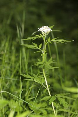 Achillée à grandes feuilles Achillea macrophylla L., 1753