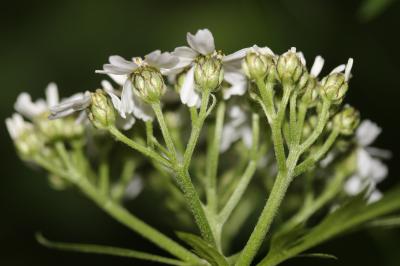 Achillée à grandes feuilles Achillea macrophylla L., 1753