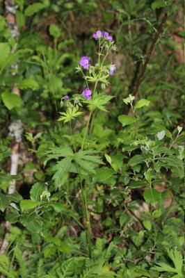 Géranium des bois, Pied-de-perdrix Geranium sylvaticum L., 1753