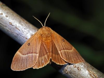 Bombyx du Chêne (Le), Minime à bandes jaunes (Le) Lasiocampa quercus (Linnaeus, 1758)
