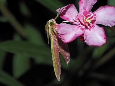 Grand Sphinx de la Vigne (Le) Deilephila elpenor (Linnaeus, 1758)