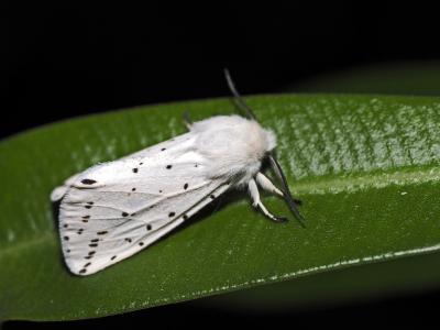 Ecaille tigrée (L') Spilosoma lubricipeda (Linnaeus, 1758)
