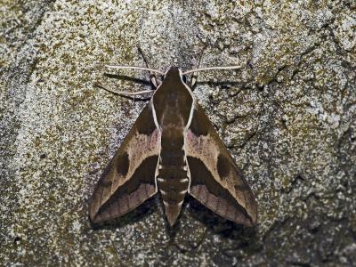 Sphinx de l'Euphorbe (Le) Hyles euphorbiae (Linnaeus, 1758)