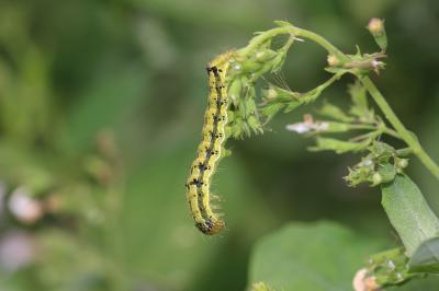 Armigère (L') Helicoverpa armigera (Hübner, 1808)