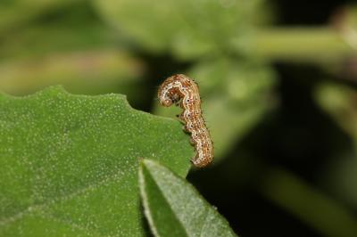 Armigère (L') Helicoverpa armigera (Hübner, 1808)