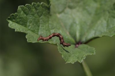 Collier blanc (Le) Acontia lucida (Hufnagel, 1766)