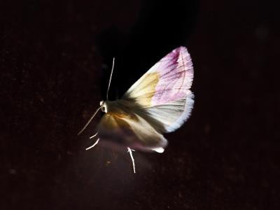 Noctuelle purpurine (La) Eublemma purpurina (Denis & Schiffermüller, 1775)