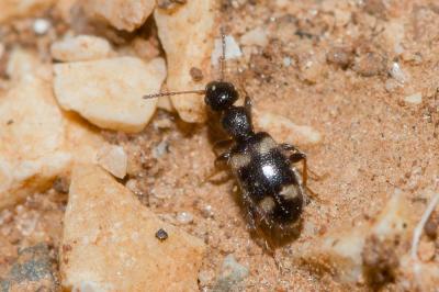  Hirticollis quadriguttatus (Rossi, 1792)