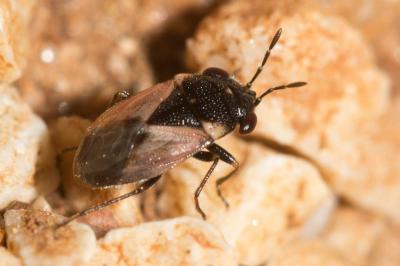  Geocoris pallidipennis (A. Costa, 1843)