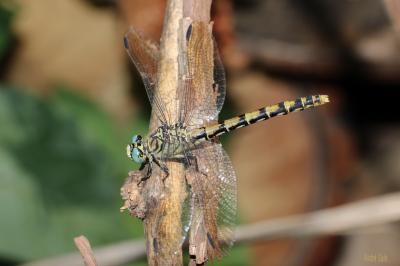 Gomphe à forceps (Le), Gomphe à pinces (Le) Onychogomphus forcipatus (Linnaeus, 1758)