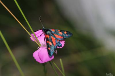 Zygène de la Coronille variée (La), Zygène de la C Zygaena ephialtes (Linnaeus, 1767)