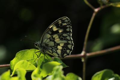 Demi-Deuil (Le), Échiquier (L'), Échiquier commun  Melanargia galathea (Linnaeus, 1758)